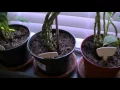 Structured Water Plant Experiment Final Results January 2016