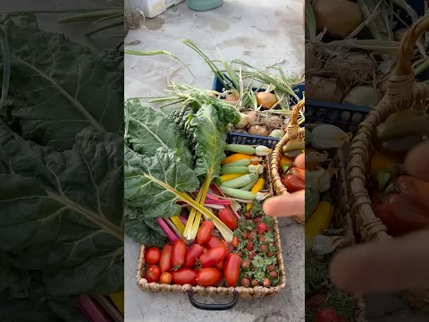 حصاد 45 للموسم 🫑🍅🥬🧅🍓🌱 #مزرعة #الزراعة_المنزلية #زراعة #زراعة_الاسطح #مزارع #مزارعين