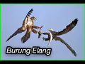 Download Lagu Suara / Masteran Burung Elang paling rekomen | durasi panjang