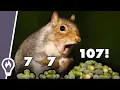 How Oak Trees Manipulate Squirrels To Abandon Their Acorns