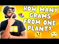 How Much Can One Plant Yield Can you pull one POUND PER PLANT