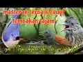 Download Lagu Masteran burung lombahan tembakan panjang 🔥🔥 rpm Tepus kepala abu dan siri siri kecil