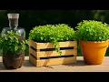Download Lagu 🌿 Cómo Tener tu Propia Planta de Orégano para NO comprar más