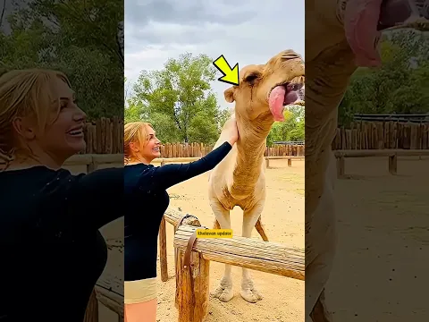 Camel aapne muh se gubbaara kyu fulate hai?