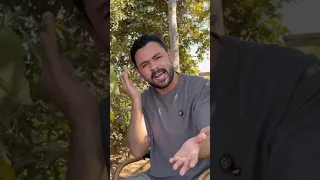 بتضيع عمرك لية يسطا فارس قطرية 