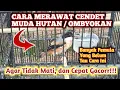 Download Lagu Cara Merawat Cendet Muda Hutan Agar Cepat Bunyi, Cara Merawat Cendet Cepat Gacor, Cendet Ombyokan