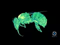 MicroCT Flight THROUGH the Bumblebee