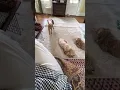 Poodles playing Marjopoodles