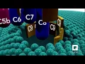 Complement System – An Introduction