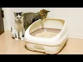 Lagu Cats Are So Curious About A New Toy, But It Is Deo-Toilet (Unicharm Deo Litter Box)