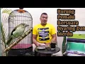 Download Lagu Mengenal Burung Kancilan Bakau Dan Sekilas Perawatan Hariannya
