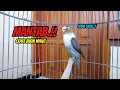 Lagu Lovebird Gacor Ngekek Panjang MANTAB Cepat Bikin NYAUT, Baru Dengar Lovebird DIAM Langsung BUNYI