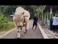 PACU JALUR GALPO SAPI RAKSASA SETIA FARM ‼️🔥🔥🔥