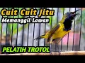 Download Lagu PANCINGAN EMOSI SOGON TROTOL GACOR BIAR CEPAT NGKLEPER NGALAS BONGKAR FULL ISIAN, SOGON METALIK JOSS