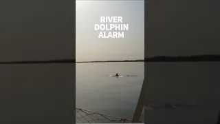 Mugged by dolphins on the Casamance River #windedvoyage #sailinglifestyle #africatravel #senegal