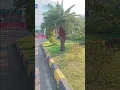 Download Lagu aku rindu ibu dan ayah