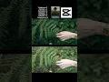 Capcut cinematic color grading tutorial how to edit nature in cinematic tone