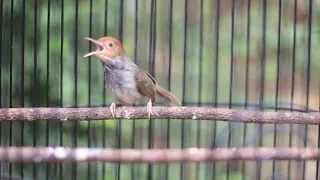 suara pikat prenjak kepala merah jantan gacor ngotot