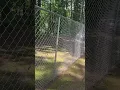 4 foot chainlink fence to 6 foot