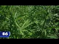 Virginia judge allows ban on hemp products with over 2 milligrams of THC