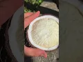 Download Lagu sprouted coconut seed 🥥🌱 #viral #shorts #video 😇