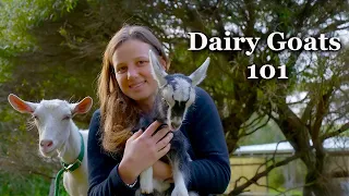 Watch this before getting Dairy Goats: A Beginner’s Guide to Maximizing Your Herd’s Potential