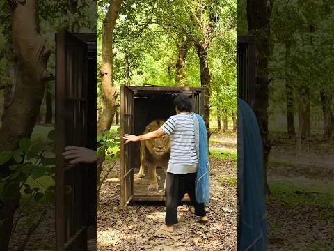 शेर का घमण्ड कैसे टूटा 🥺 #lion #story #motivational #moralstories