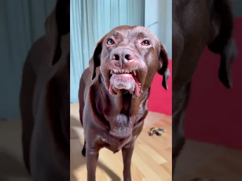 Lass deinen Hund NIEMALS alleine! π³