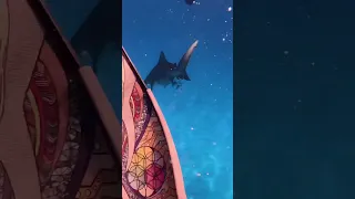 Huge bull shark bumps diver (me) 😳 #shorts #boatlife #diving