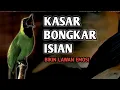 Download Lagu Cucak ijo ngotot full bongkar isian panjang panjang 