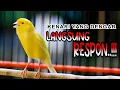 Download Lagu PUTARKAN SAJA!! KENARI APAPUN AKAN LANGSUNG RESPON, PANCINGAN KENARI GACOR PANJANG
