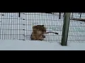 African Lions Loid and Ajia NEW Zoo Suamico, WI 12-6-25