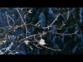 Frozen Branches