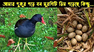 সন্তান হারা বন্য মোরগের জীবন কাহিনী | Bird Story-249 | The Life Story of  Moorhen Bird | E08