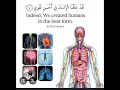 Download Lagu Allah's miracle  subhanAllah  Human anatomy