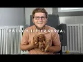 Patsy s F1B Cavapoo Puppies Litter Reveal