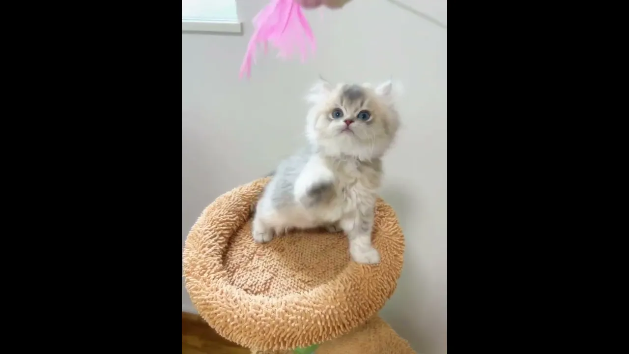 動画