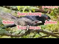 Download Lagu Master_suara burung tuwu liar,cocok buat pancingan burung susah bunyi