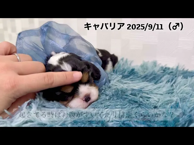 動画