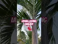 Download Lagu Layang-layang sangkut #siudinfamily #drama #layangan #layanganputus