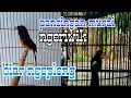 Download Lagu pancingan murai batu ngeriwik... biar ikutan bunyi dan ngeplong