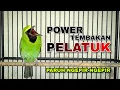 Download Lagu POWER ROLL TEMBAK || MASTERAN CUCAK IJO GACOR FULL ISIAN PELATUK