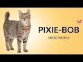 Pixie Bob Cat Breed Profile History - Price