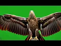 Green Screen Eagle Flying Animation  Free HD Chroma Key Footage