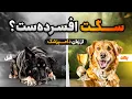 Download Lagu نشونه‌های افسردگی در سگت رو می‌دونی؟ توضیحات کامل از زبان دامپزشک
