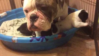 Old English Bulldog Puppies Sale in Hendersonville TN