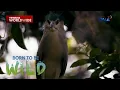 Download Lagu Ibong wakwak, bakit nga ba pinagkakamalang aswang? | Born to be Wild