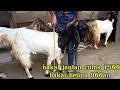 Lagu Murah‼️ bibit kambing PE \u0026 randu di Wedusirengfarm wonosobo