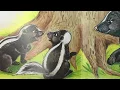 The Skunk with No Stripes