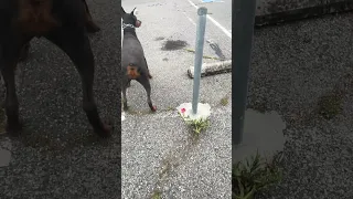 You can grow regardless of the circumstances.. love you . #fypシ #dream #pets #doberman #fyp